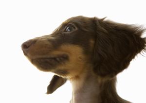 チワワ専門の施設を利用するメリットとは