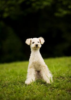 「愛犬・愛猫の健康維持に最適！ロイヤルカナン療法食の選び方と効果を徹底解説」