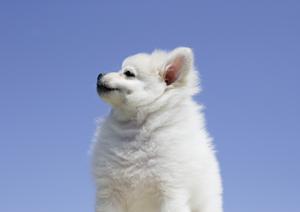 緊急時対応もしてくれる横須賀の動物病院