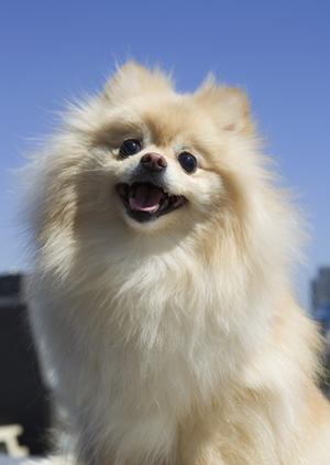 杉並区にある動物病院のサービス