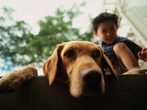 腎臓のケアが可能なヒルズを販売する通販