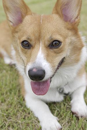 安心して加入できるペット保険を探すなら