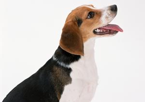 安心・安全なペットタクシーを利用して大阪で愛犬・愛猫を快適輸送する方法