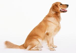 伊勢原の動物病院で犬をみてもらう