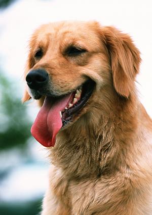 子犬子猫販売の望月ドッグスタジアム