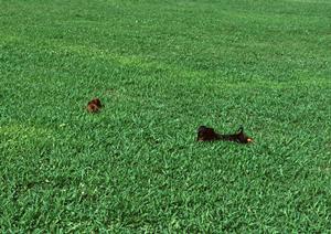 渋谷でお洒落な犬グッズを探すなら