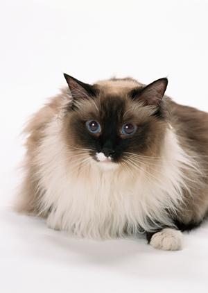 ビションのブリーダーをお探しなら