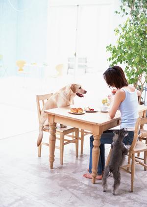 白い毛が可愛い犬種のウエスティー